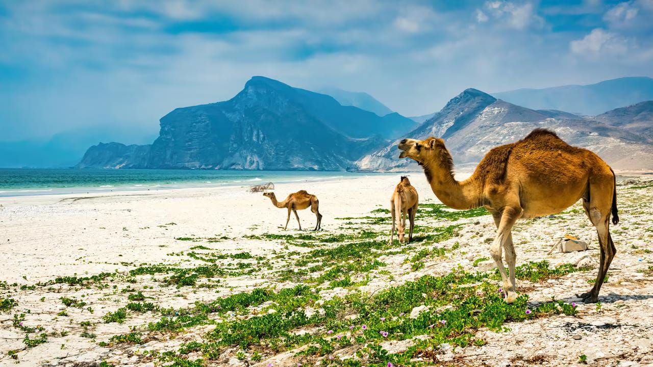 Oman