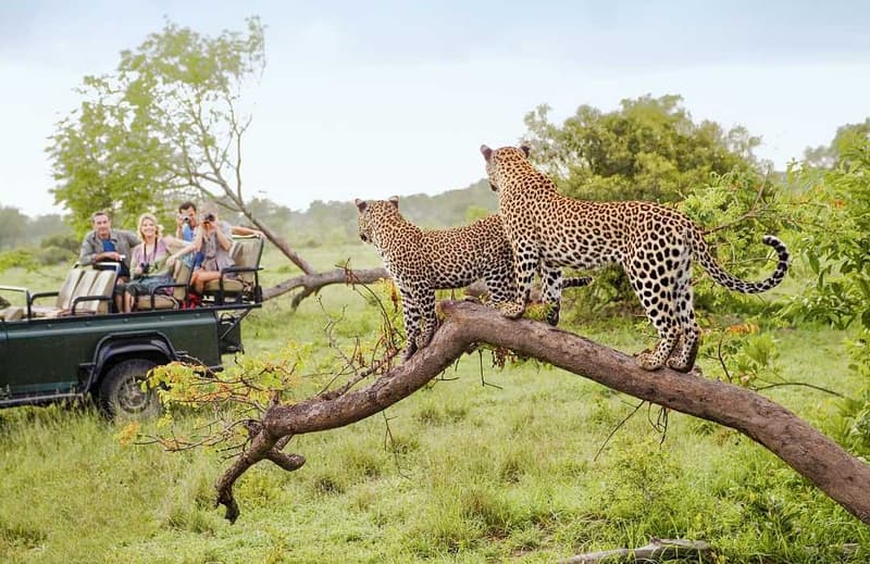 Luxury African Safaris with Exclusive Offers