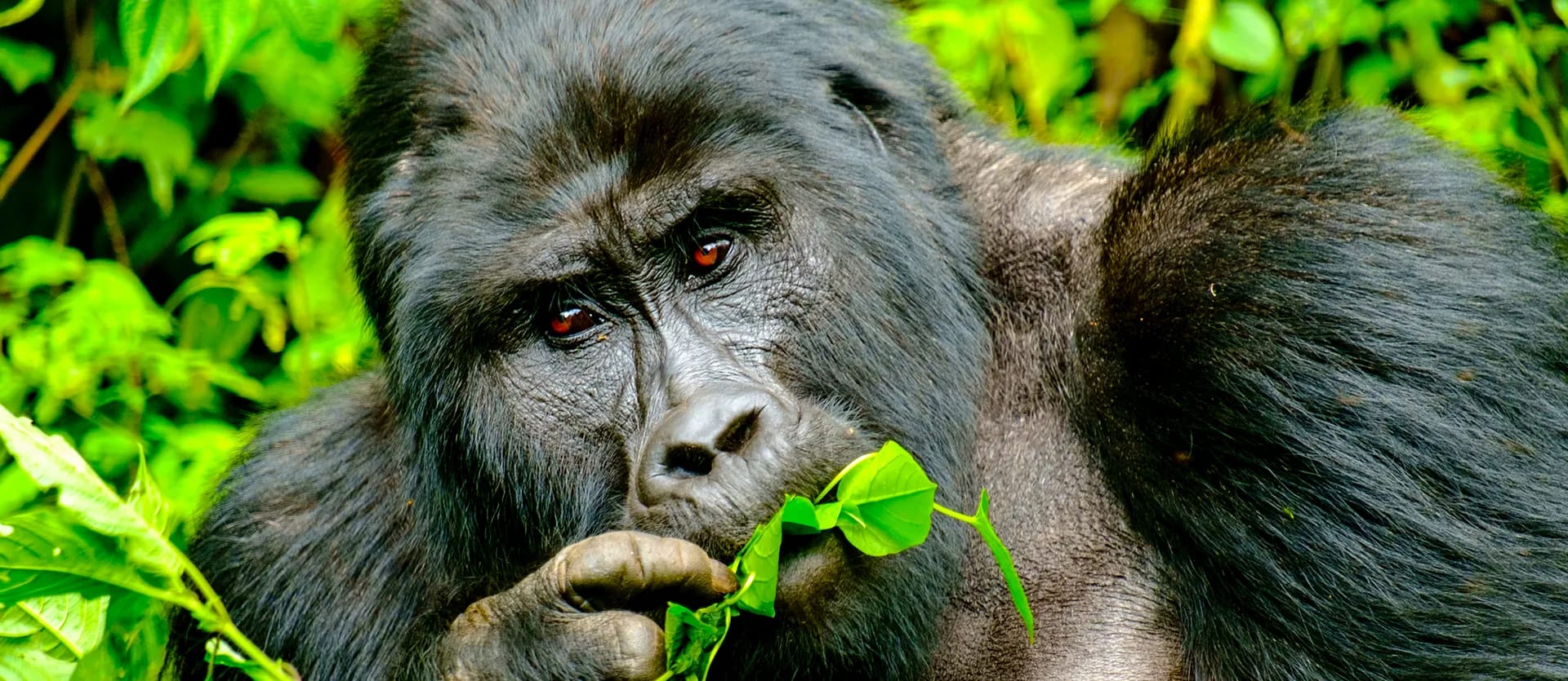 Uganda & Tanzania