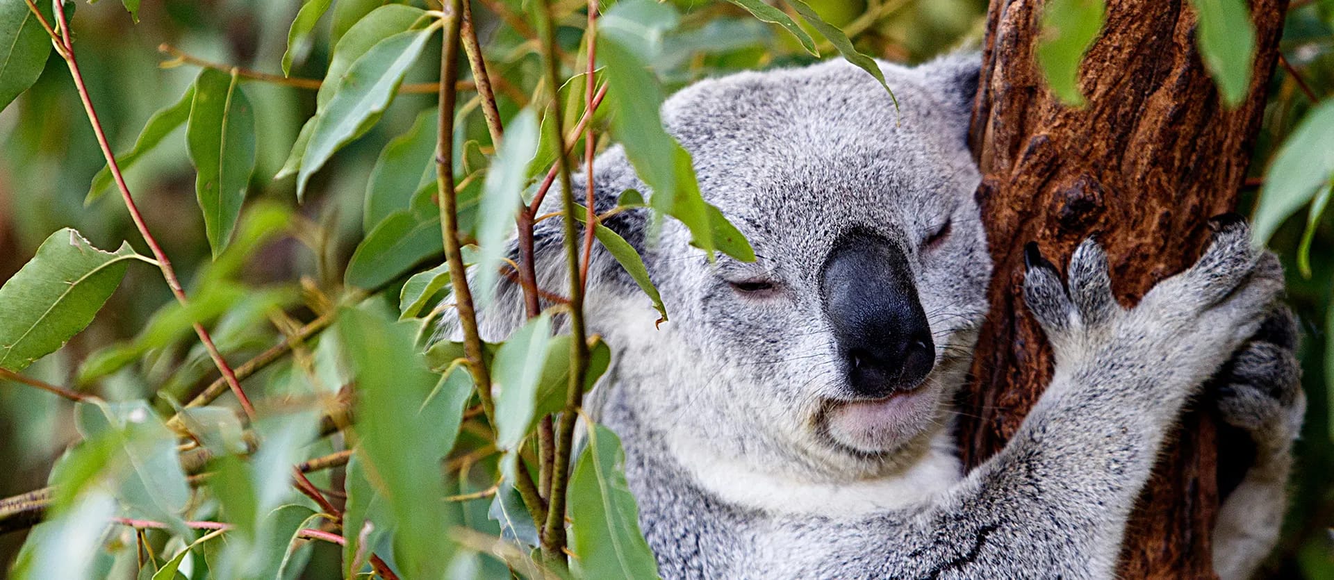 Australia