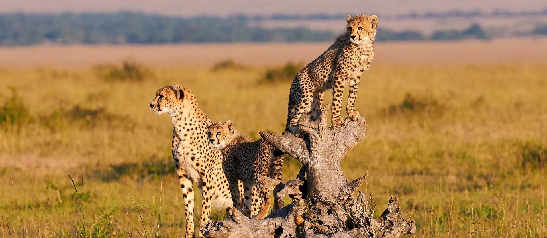 Kenya & Tanzania